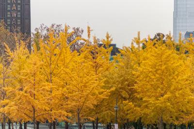 Some ginkgoes for year's end
