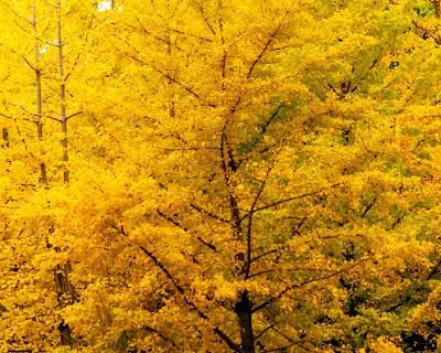 Some ginkgoes for year's end