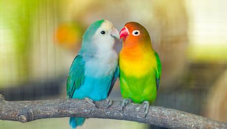 What's going on with India's Love Bird Awards?