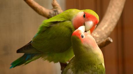 What's going on with India's Love Bird Awards?