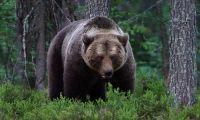 Black and Brown Bear Identification Guide Brown bear