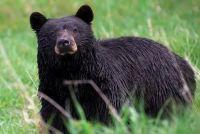 Black and Brown Bear Identification Guide Black bear in field