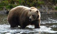 Brown bear in stream