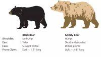 Black and Brown Bear Identification Guide Bear identification guide