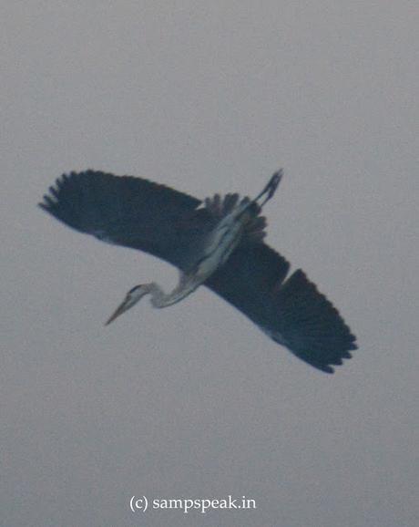 Investment in shares - Bird nosediving ! Investment in shares - Bird nosediving !