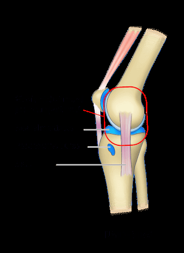 Knee Pain Location Chart: Know What The Pain In Your Knee Means