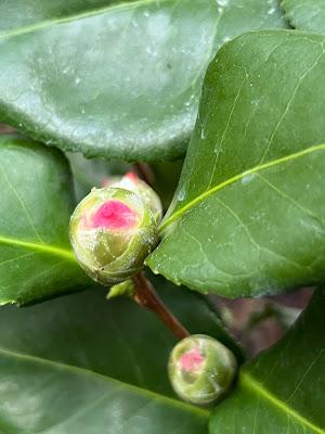 Camellia carnage