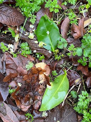 Camellia carnage