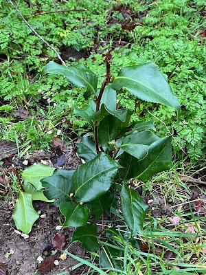 Camellia carnage