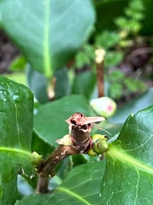 Camellia carnage