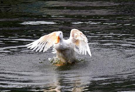 Duck fluttering !! Duck fluttering !!