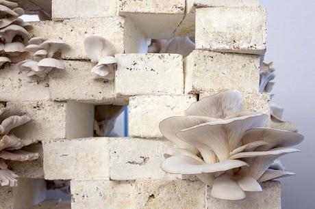 Can we make ‘living buildings’ from fungi?  And can they help us adapt to climate change?