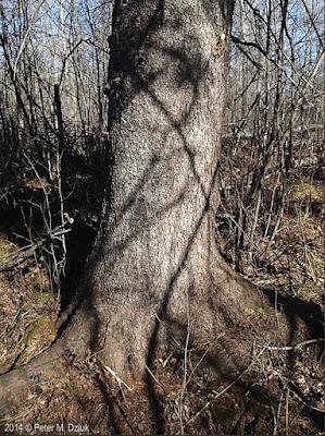 Tree-Following in South Dakota—Black Hills Spruce