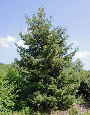 Tree-Following in South Dakota—Black Hills Spruce