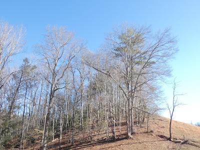 Sunshine and Shadow and Blue, Blue Sky