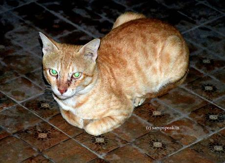 Green eyed Cat !  ~  ~  ~    Arabian Mau !!