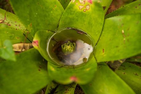 plant with a pool of water inside the leaf in the rainforest in brazil