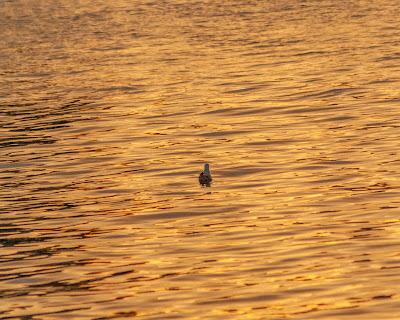 Alone in a universe of light and form