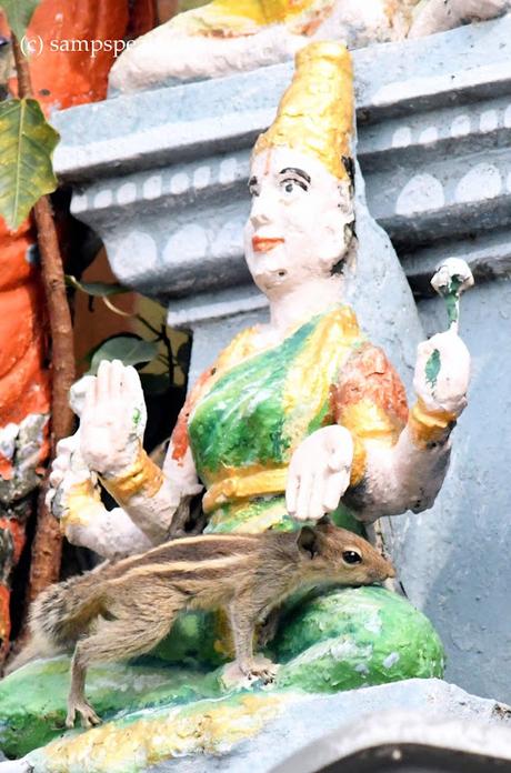 Squirrel teaching ! - தஞ்சமென அடைந்தேன் தாயே உன் சேய் Squirrel teaching ! - தஞ்சமென அடைந்தேன் தாயே உன் சேய்