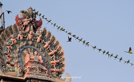 Did you notice the green Parrots at first sight ! ? ! Did you notice the green Parrots at first sight ! ? !