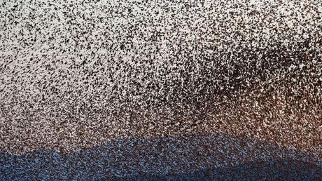 Beautiful photos capture starlings migrating through Europe