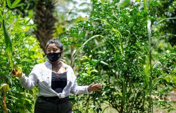 The Scopes of Agroforestry Practices in Mexico Stating Its Significance