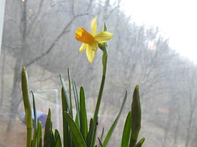 Flowers Inside, Snowy Mix Outside