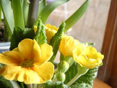 Flowers Inside, Snowy Mix Outside