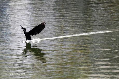 Cormorant landing !! Cormorant landing !!