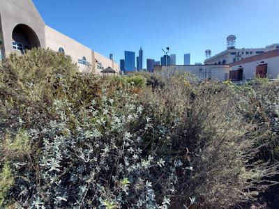 NATURAL HABITAT SCHOOL GARDEN: A Hotspot of Diversity in the Middle of Los Angeles
