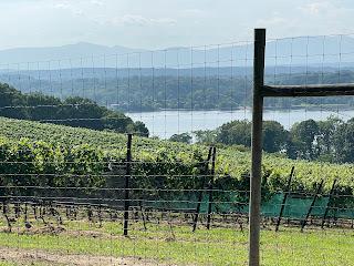 Legacy of Whitecliff's Olana Vineyard in Hudson NY: A Blend of History and Viticulture