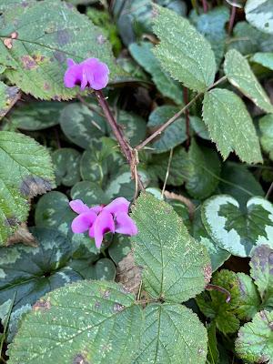 Colour in the winter garden