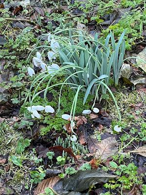 Colour in the winter garden