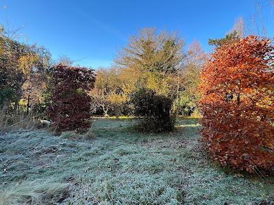 Colour in the winter garden