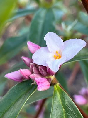 Colour in the winter garden