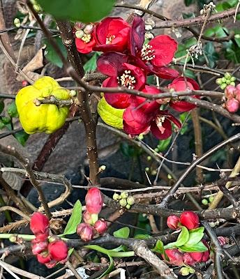 Colour in the winter garden