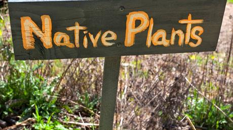 Preparing Your Native Plant Landscape for Spring Renewal