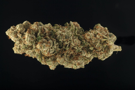 14 Best Weed Strains For Anxiety: List And Benefits 9 14 Best Weed Strains For Anxiety: List And Benefits