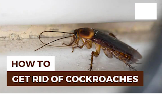 How to get rid of cockroaches?