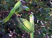 Flying Kiss Parrots