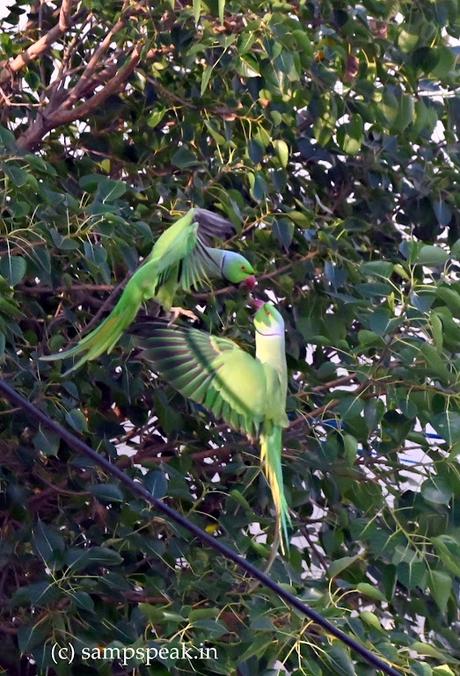 flying Kiss - Parrots !! flying Kiss - Parrots !!