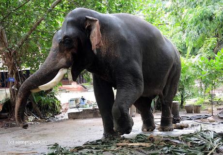 Majestic kombans of Guruvayur