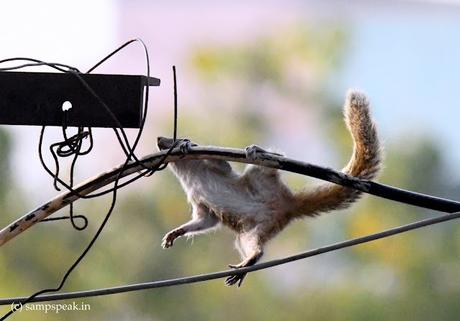 Morning life of a Squirrel Morning life of a Squirrel