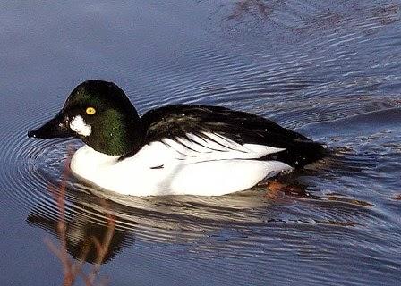 that glitzy golden eye ...... !!