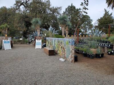 A SUCCULENT TREASURE TROVE: The Ruth Bancroft Garden and Nursery, Walnut Creek, CA