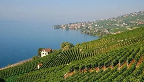 Lavaux
