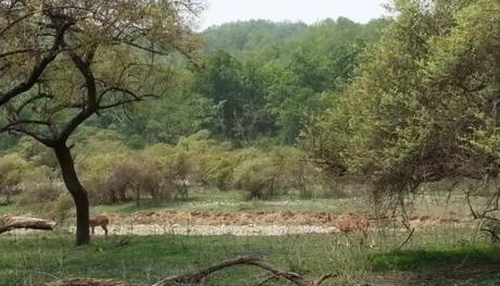 National Park in Dehradun