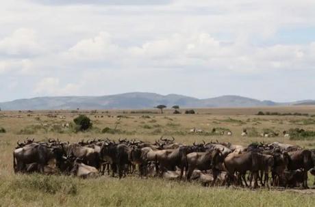 Watch the great Wildebeest migration