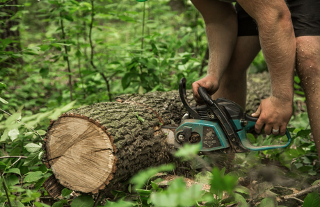 Important Factors To Consider When You Hire A Tree Removal Service?