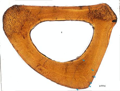 Blue-green markings indicate lines of arrested growth on the cross-section of fossilized bone.  On the outside of the bone, the lines are much closer together, indicating less growth per year.  Researchers counted exactly six lines, meaning this animal was between 6 and 7 years old when it died.  Holly Woodward